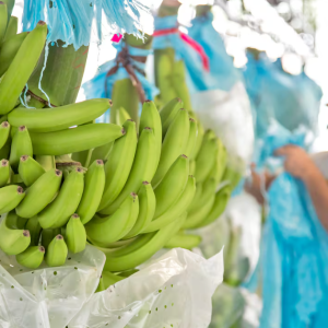 EMPAQUES PARA INDUSTRIA BANANERA