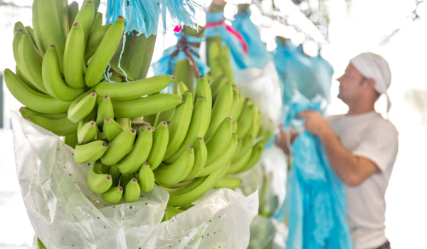 EMPAQUES PARA INDUSTRIA BANANERA